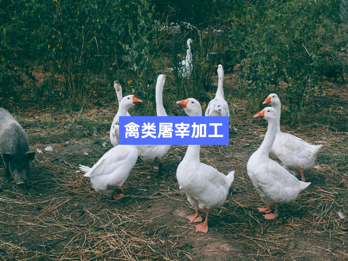 雞鴨鵝禽類(lèi)屠宰分割信息化管理軟件系統(tǒng)_肉聯(lián)廠屠宰場(chǎng)管理系統(tǒng)_屠宰追溯管理系統(tǒng)_mes生產(chǎn)管理系統(tǒng)_wms倉(cāng)儲(chǔ)管理系統(tǒng)